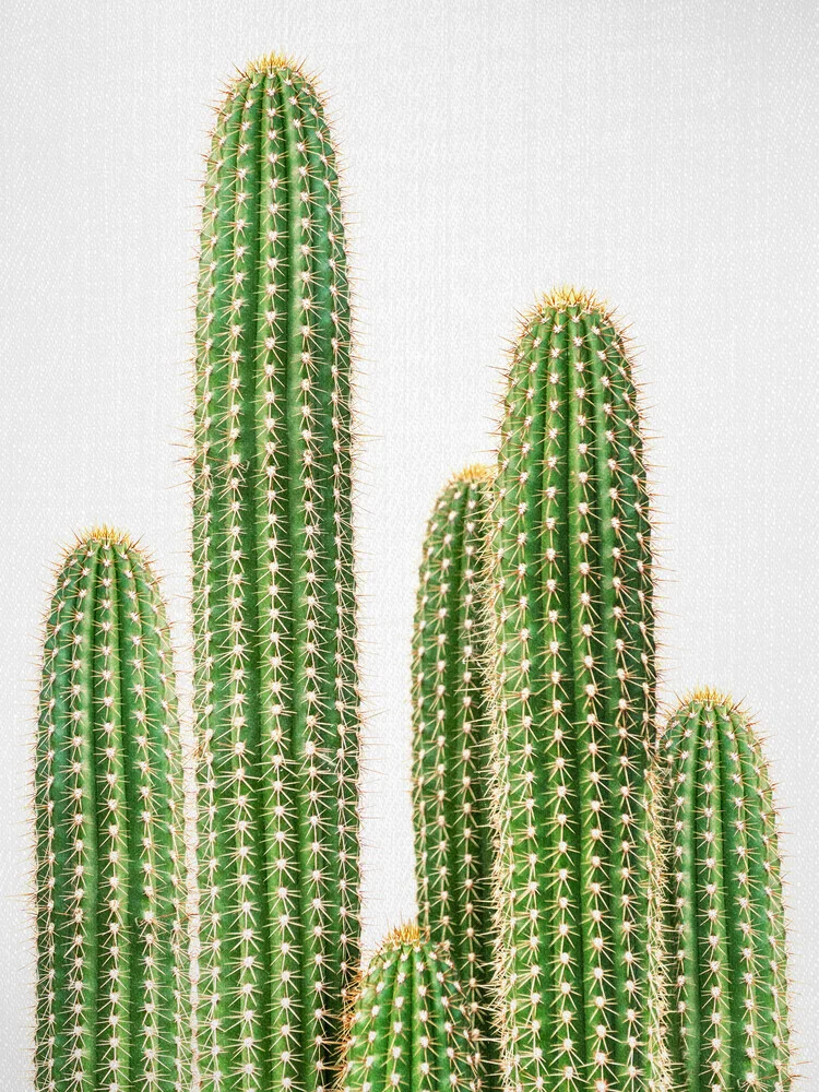 Cactus 2 - fotokunst von Gal Pittel