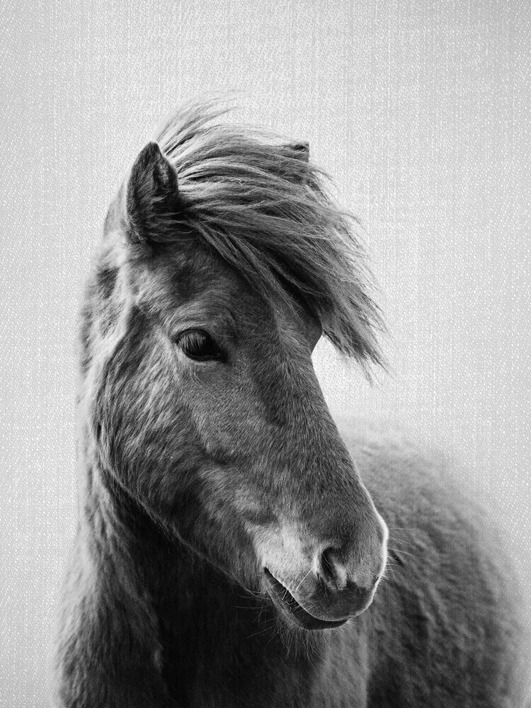 Horses - Black & White 6 - fotokunst von Gal Pittel