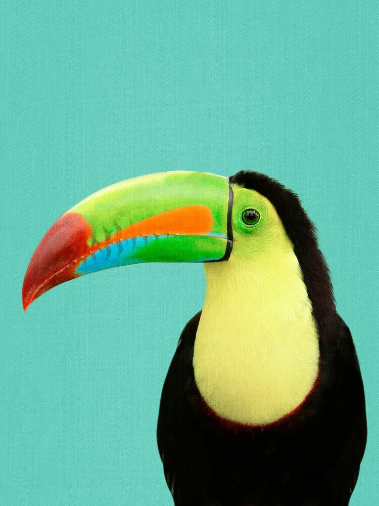 Toucan Bird in Blue - Fineart photography by Gal Pittel