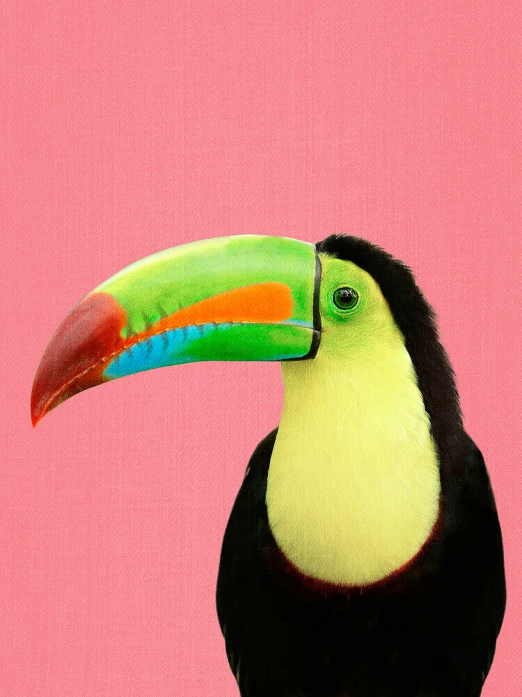 Toucan Bird in Pink - fotokunst von Gal Pittel