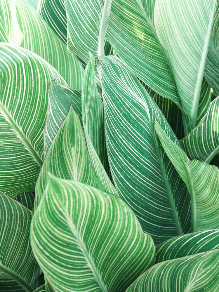 Tropical Leaves - fotokunst von Gal Pittel