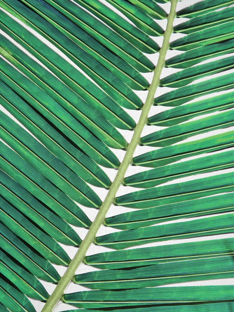 Palm Leaf 2 - fotokunst von Gal Pittel