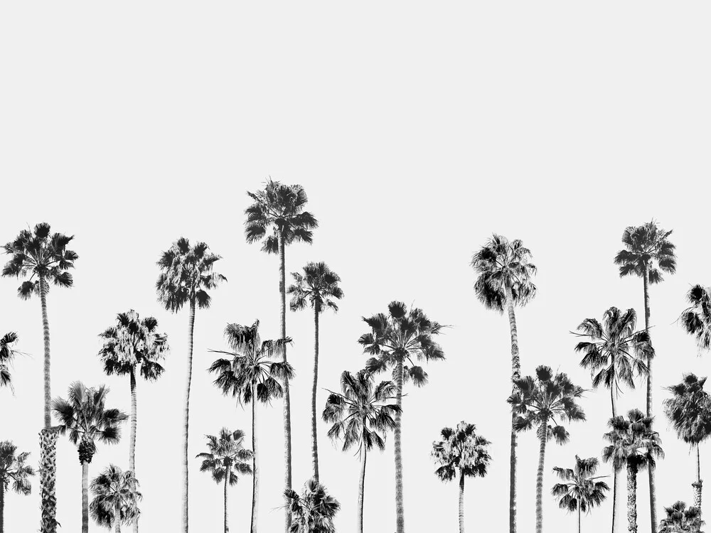 Black & White Palms 2 - fotokunst von Gal Pittel