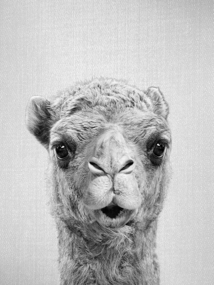 Camel - Black & White - fotokunst von Gal Pittel