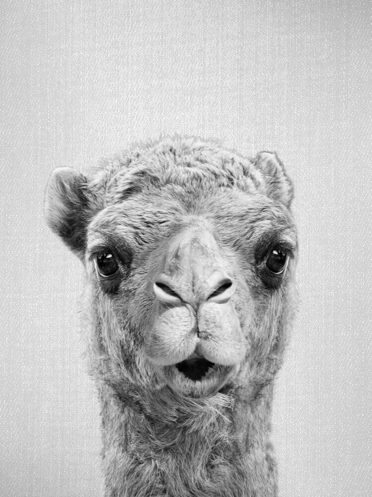 Camel - Black & White, Israel – wall art by Gal Pittel as Poster or Acrylic Glass Print