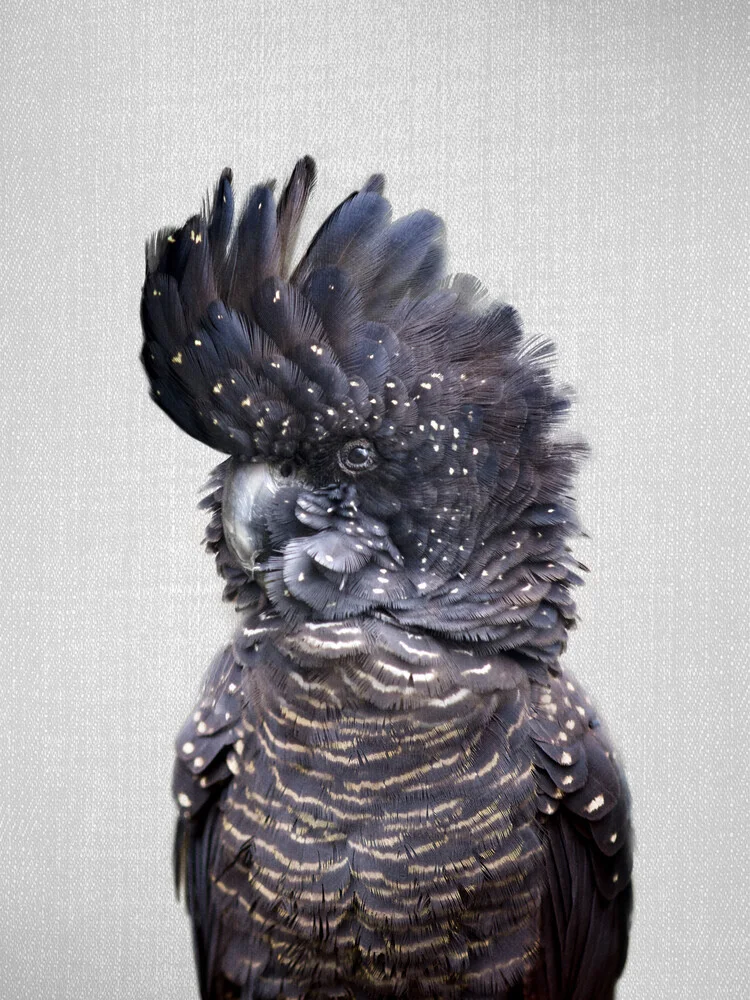 Black Cockatoo - fotokunst von Gal Pittel