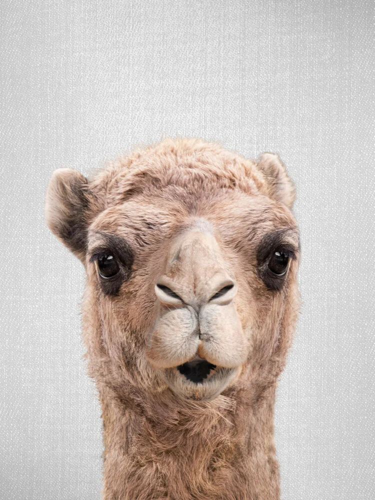 Camel - fotokunst von Gal Pittel