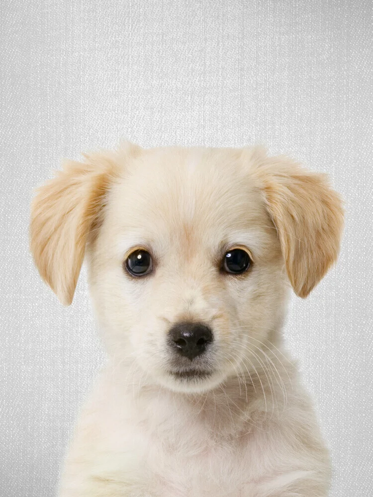 Golden Retriever Puppy - fotokunst von Gal Pittel