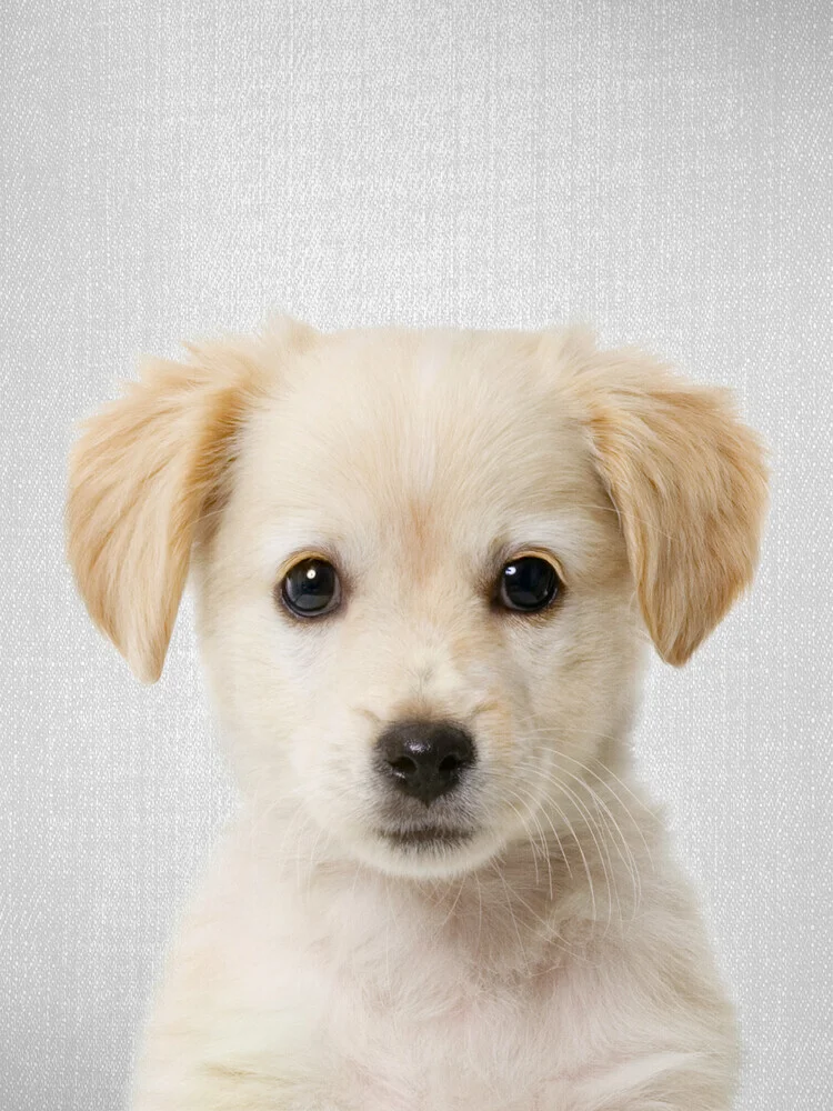 Golden Retriever Puppy - Fineart photography by Gal Pittel