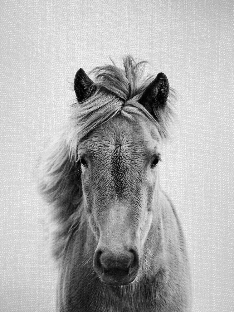 Horse - Black & White - fotokunst von Gal Pittel