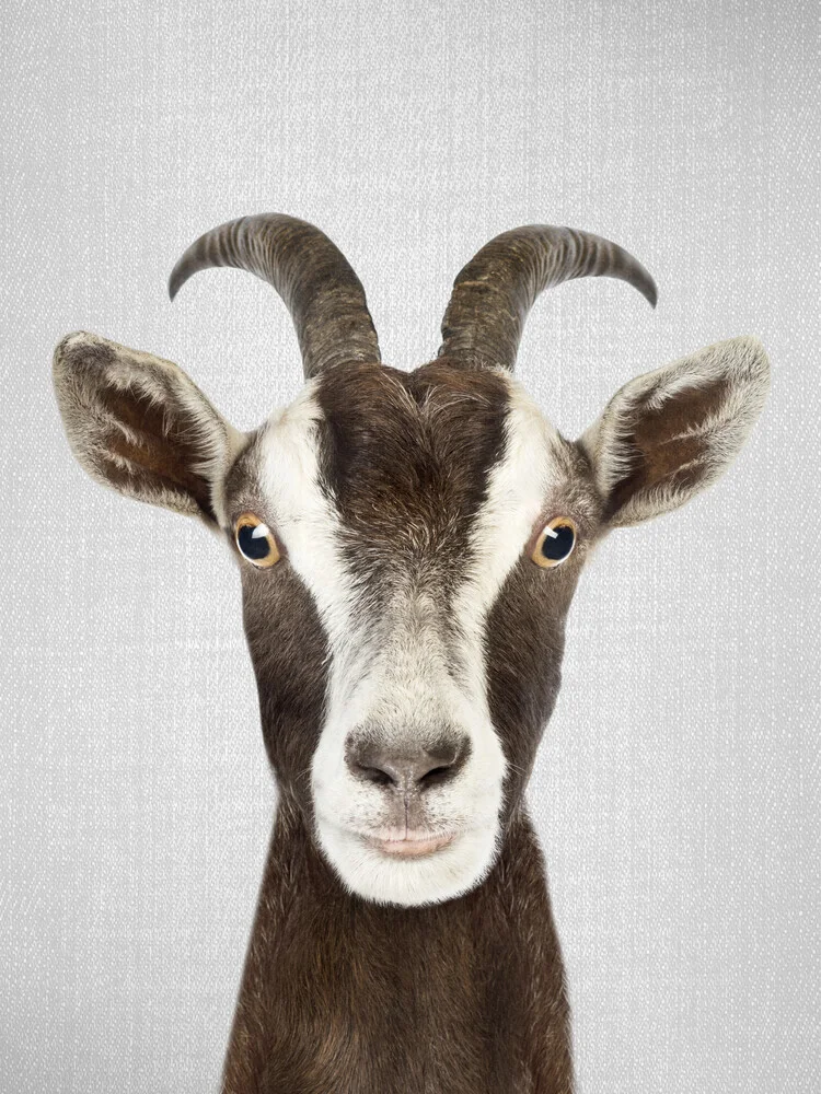 Goat - fotokunst von Gal Pittel