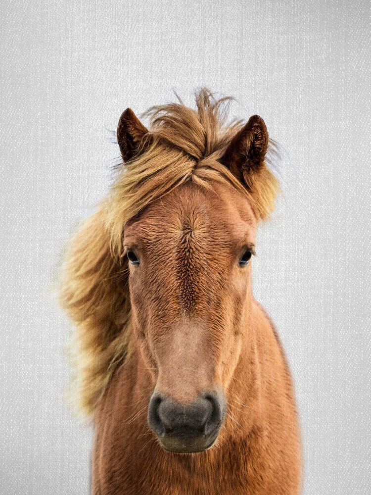 Horse - fotokunst von Gal Pittel
