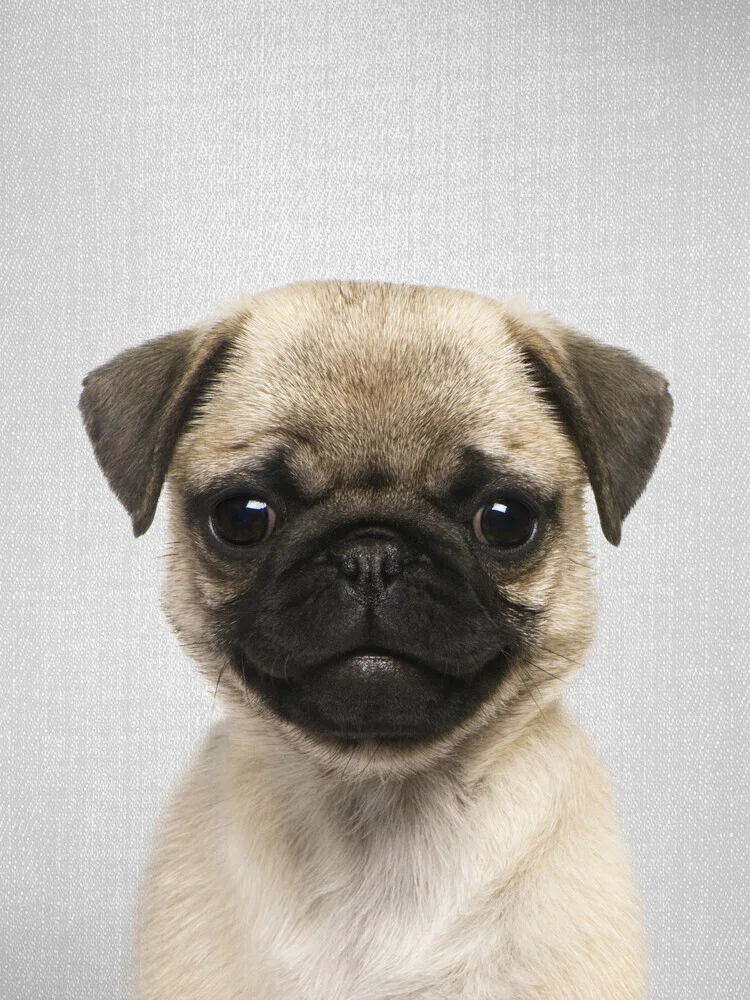 Pug Puppy - fotokunst von Gal Pittel