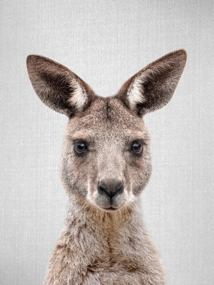 Kangaroo - Fineart photography by Gal Pittel