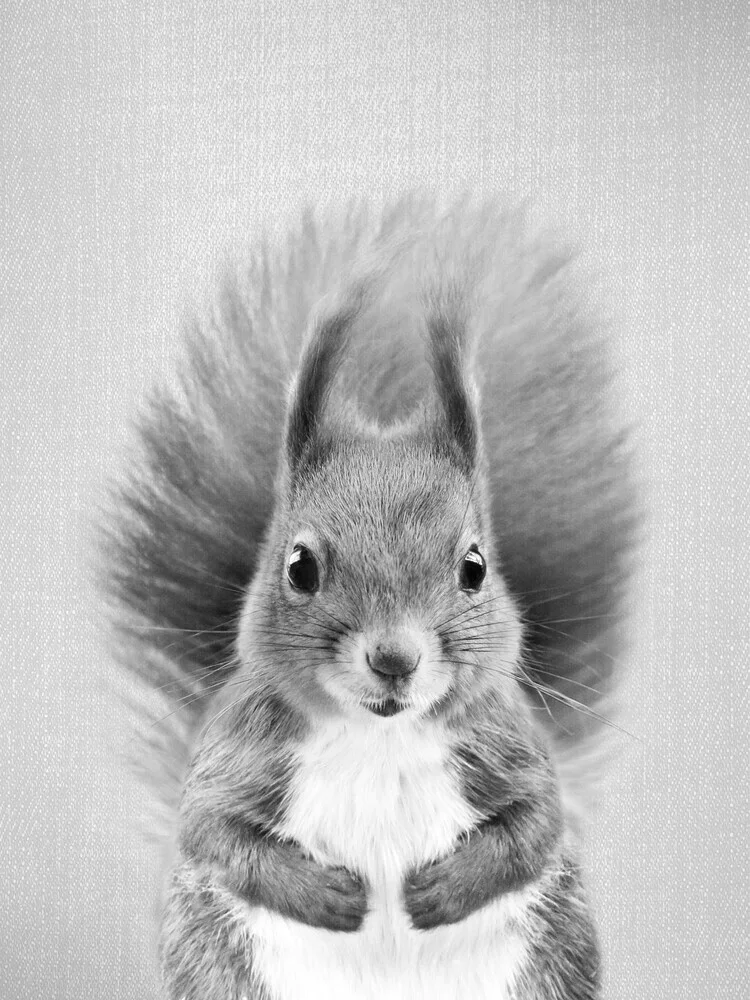 Squirrel - Black & White - fotokunst von Gal Pittel