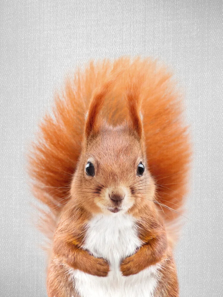 Squirrel - fotokunst von Gal Pittel