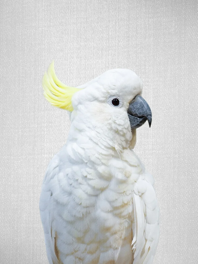 White Cockatoo - fotokunst von Gal Pittel