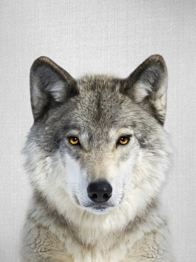 Wolf - fotokunst von Gal Pittel