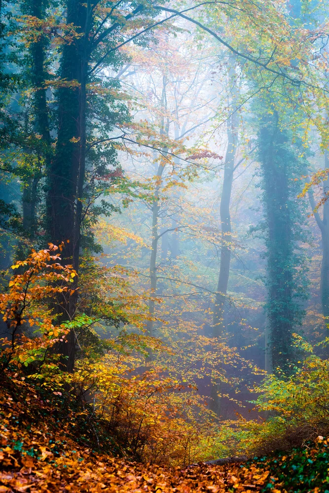 Herbstwald auf Usedom - fotokunst von Martin Wasilewski