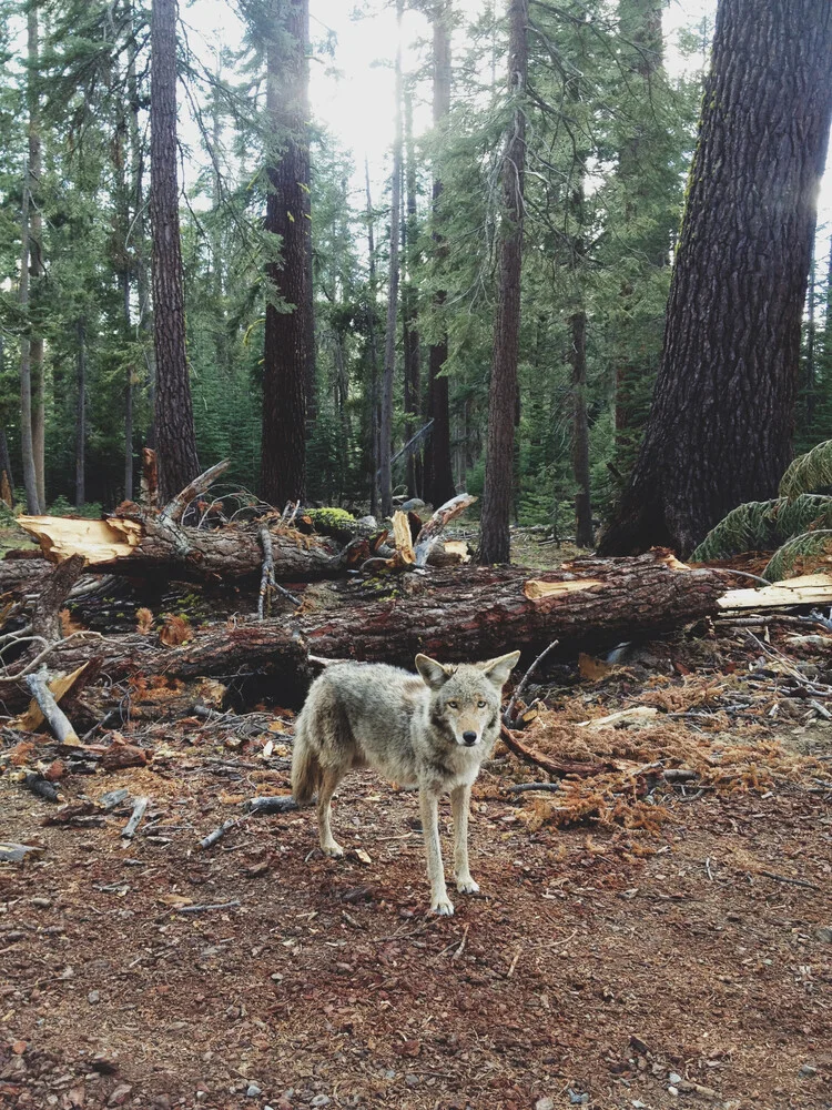 Injured Coyote - Fineart photography by Kevin Russ