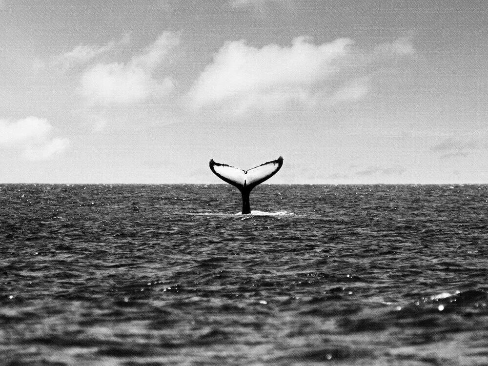 Whale Tail - fotokunst von Gal Pittel