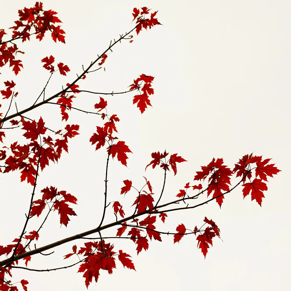 Red dress - fotokunst von Manuela Deigert