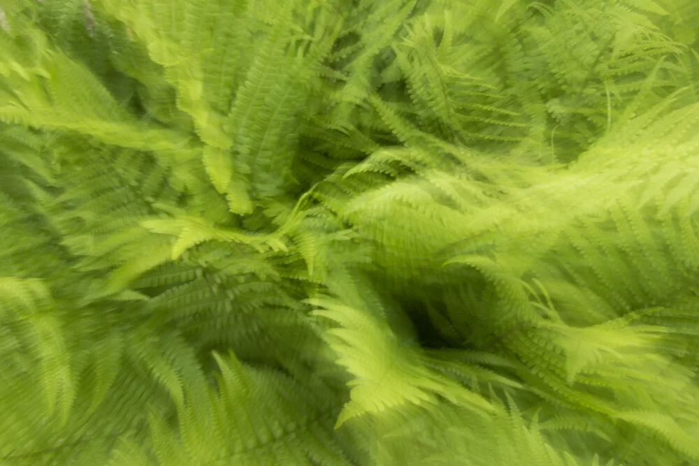 fern blurs - Fineart photography by Nadja Jacke