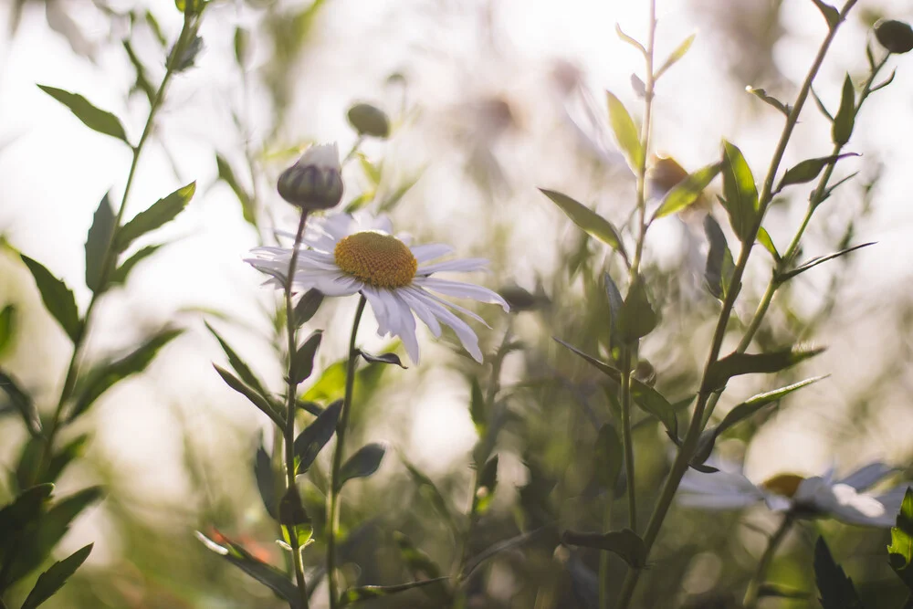 Margeriten im Sonnenlicht - fotokunst von Nadja Jacke