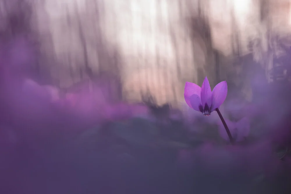 Vorfrühlings-Alpenveilchen im abendlichen Sonnenlicht - fotokunst von Christian Noah