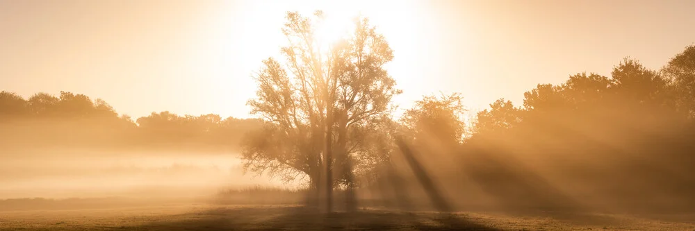 Baum in der Morgensonne - fotokunst von Martin Wasilewski