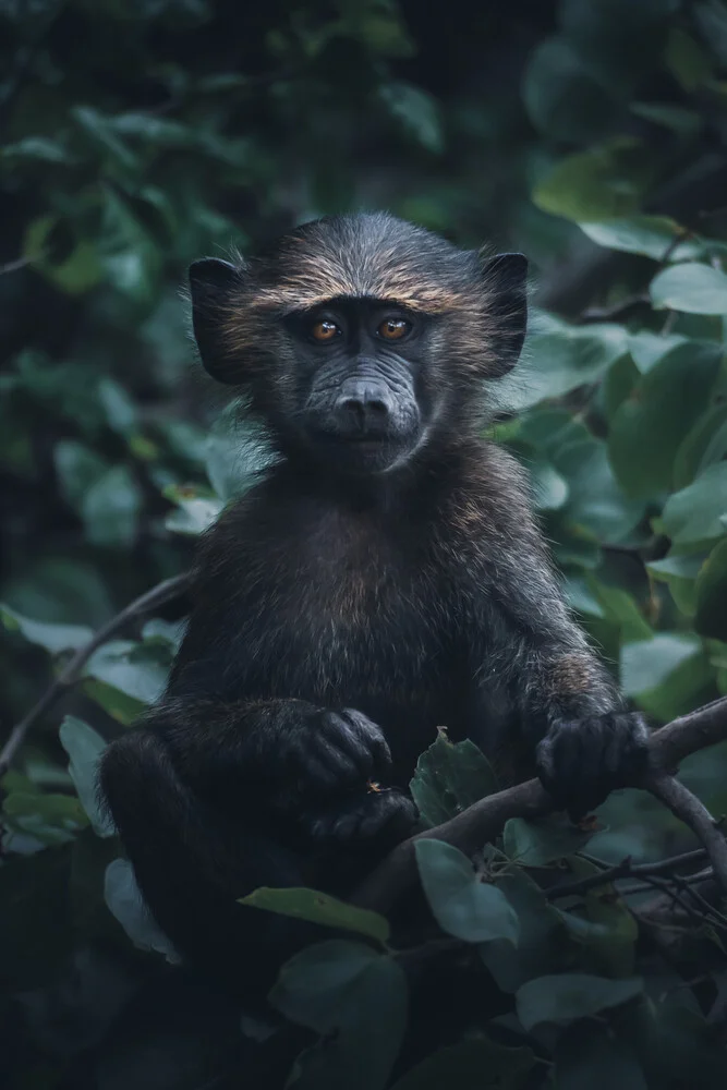 Curiosity Kofi - Fineart photography by Yannick Hain