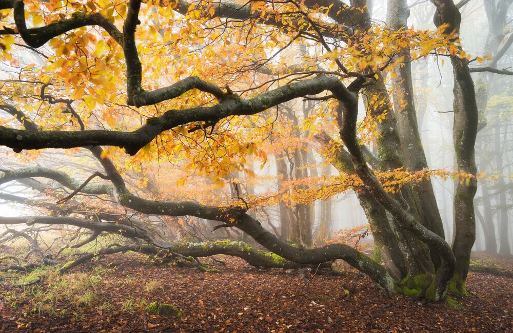 Waldgestalten IV - fotokunst von Heiko Gerlicher