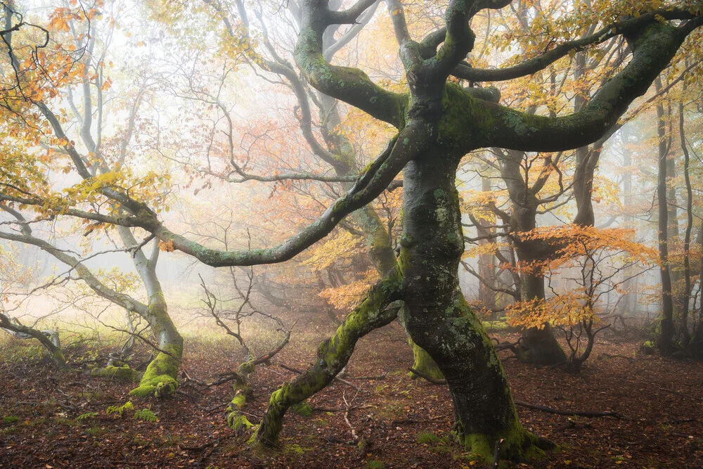 Waldgestalten V - fotokunst von Heiko Gerlicher