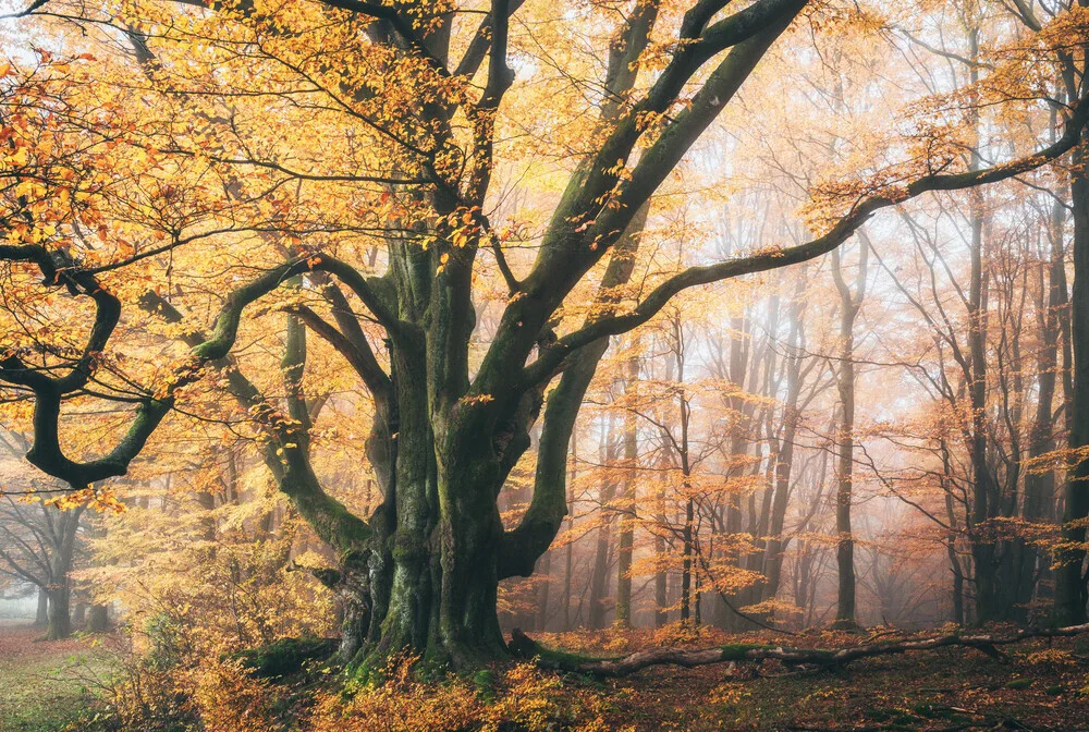 Waldgestalten VII - fotokunst von Heiko Gerlicher