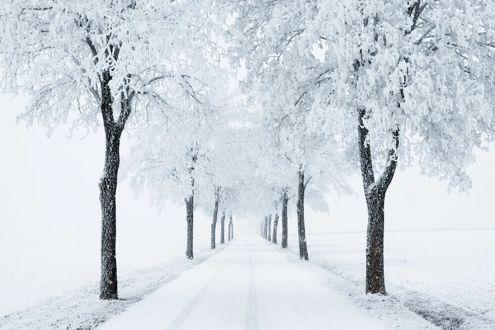 Winter avenue - Fineart photography by Heiko Gerlicher