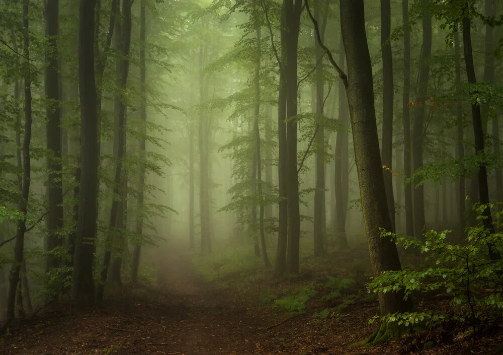 Wald I - fotokunst von Heiko Gerlicher