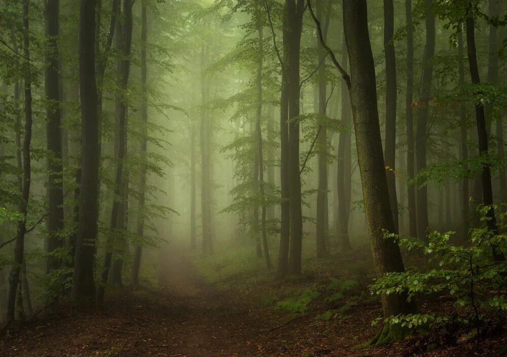 Woodland I - Fineart photography by Heiko Gerlicher