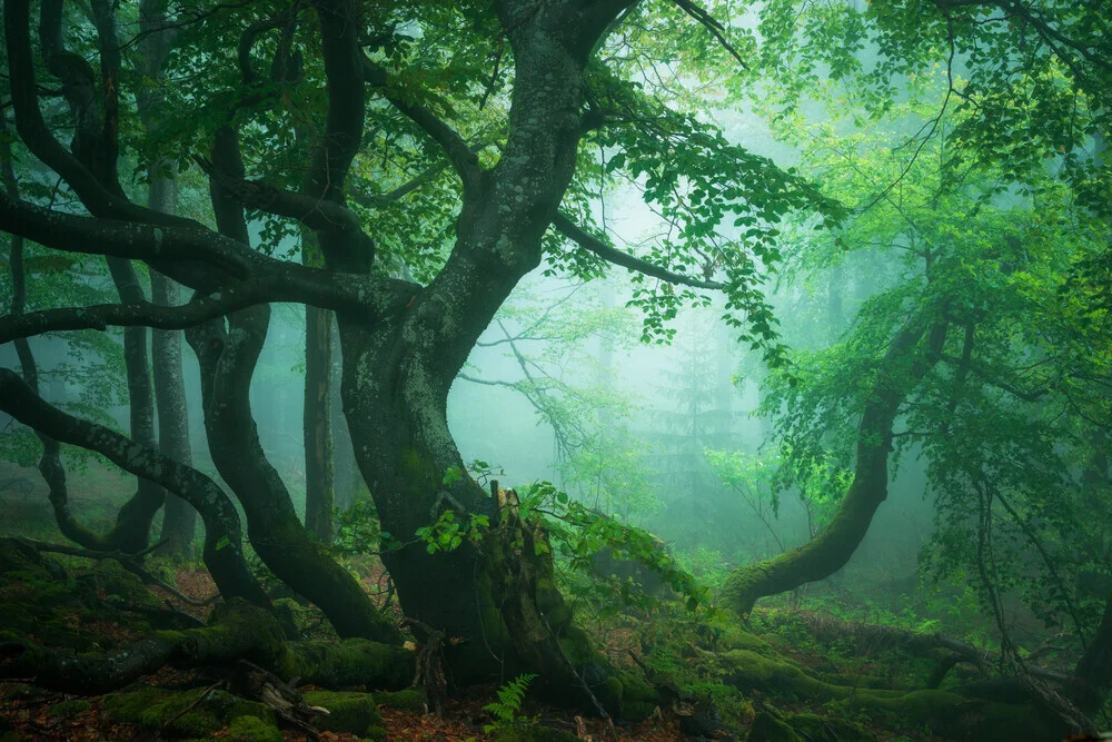 Waldgestalten VIII - fotokunst von Heiko Gerlicher