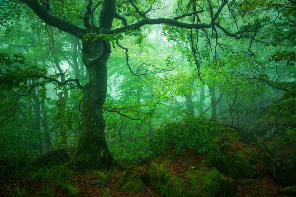 Waldgestalten IX - fotokunst von Heiko Gerlicher