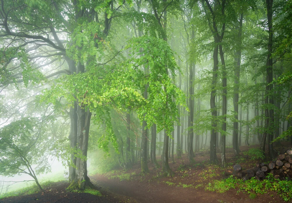 Wald III - fotokunst von Heiko Gerlicher