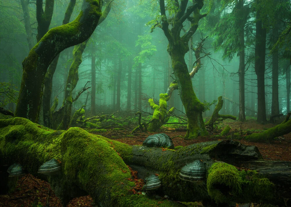 Waldgestalten XI - fotokunst von Heiko Gerlicher