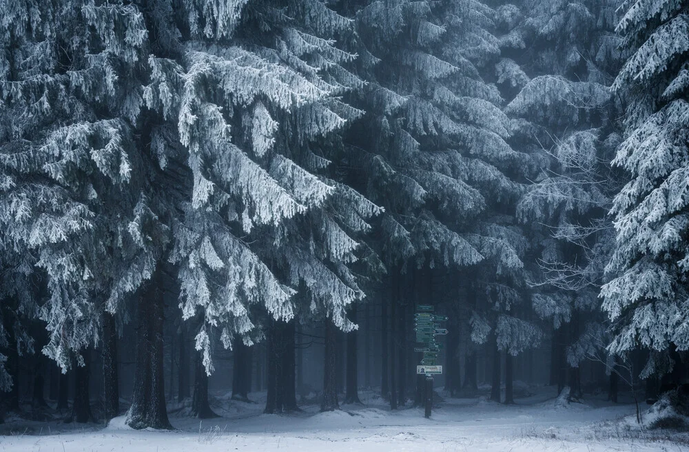 Wald IV - fotokunst von Heiko Gerlicher