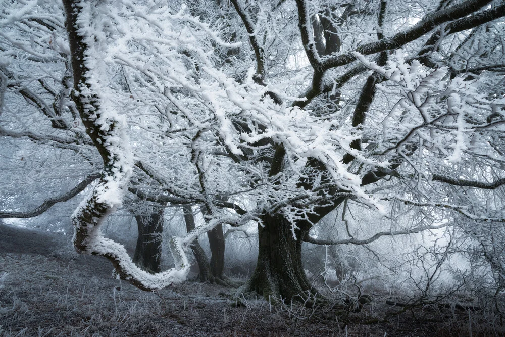 Waldgestalten XIII - fotokunst von Heiko Gerlicher