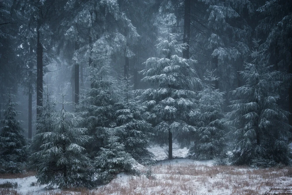 Wald V - fotokunst von Heiko Gerlicher