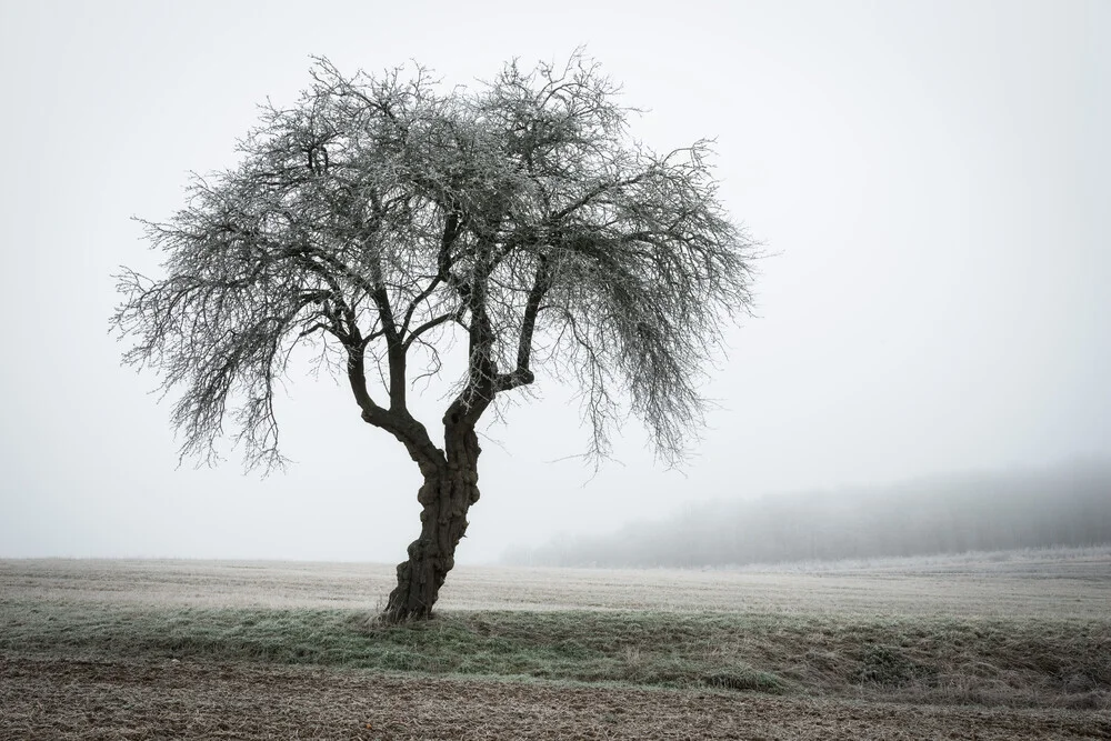 Solitär # 2 - fotokunst von Heiko Gerlicher