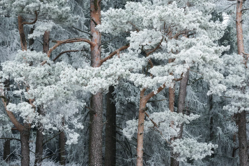 Wald VI - fotokunst von Heiko Gerlicher