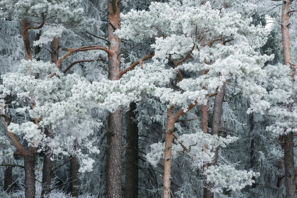 Woodland VI - Fineart photography by Heiko Gerlicher