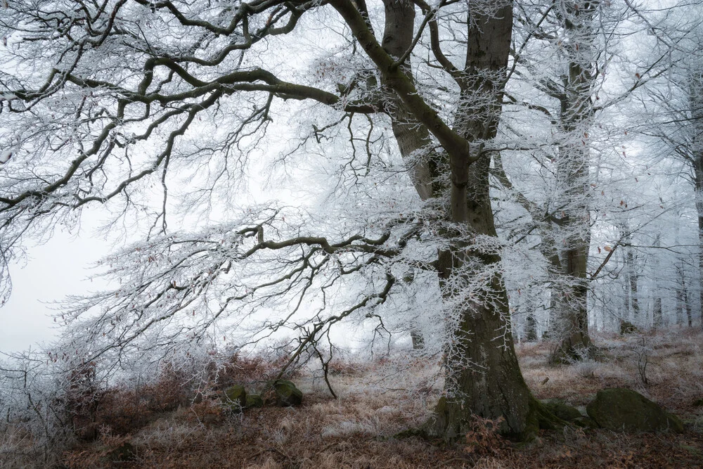Waldgestalten XIV - fotokunst von Heiko Gerlicher