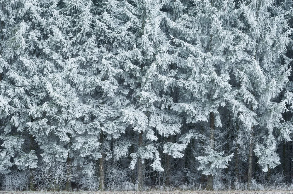 Wald IX - fotokunst von Heiko Gerlicher