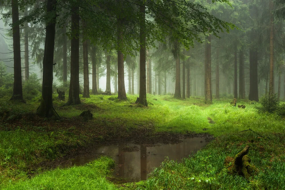 Wald XII - fotokunst von Heiko Gerlicher